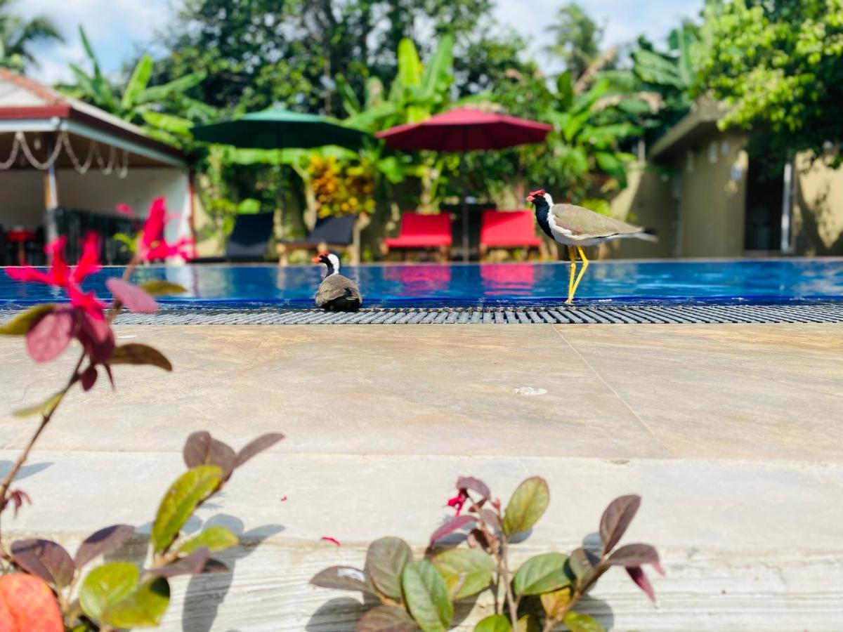 The Kingslayer Resort Negombo Ngoại thất bức ảnh
