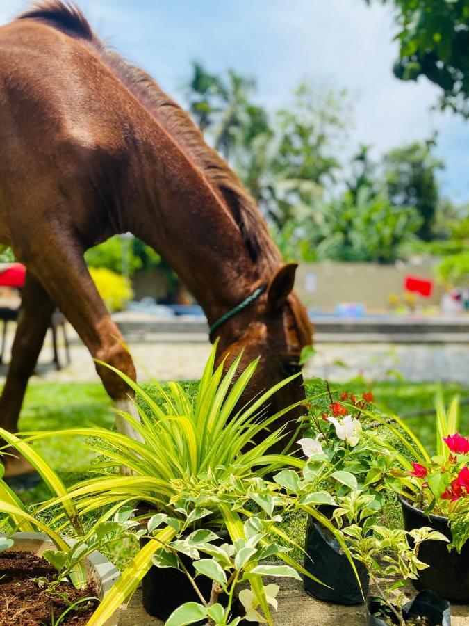 The Kingslayer Resort Negombo Ngoại thất bức ảnh
